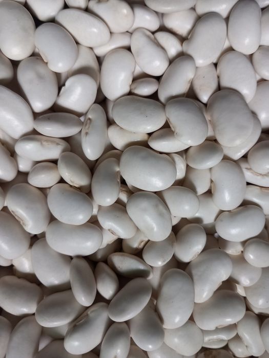 Fasola jaś karłowy