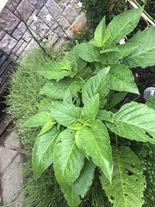 Бругмансія або труби ангела рожева та жовта