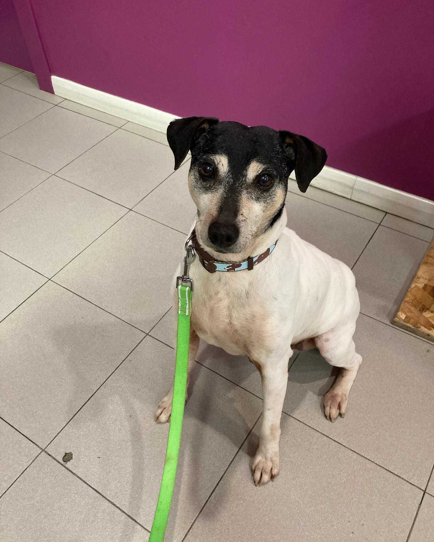 Scott - Para Adopção