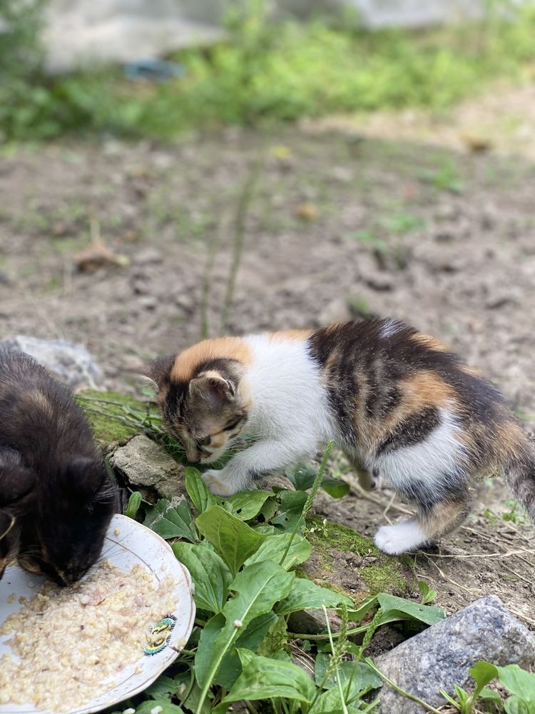 Віддамо подаруємо котенят