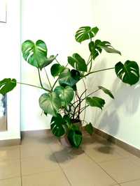 Monstera Deliciosa