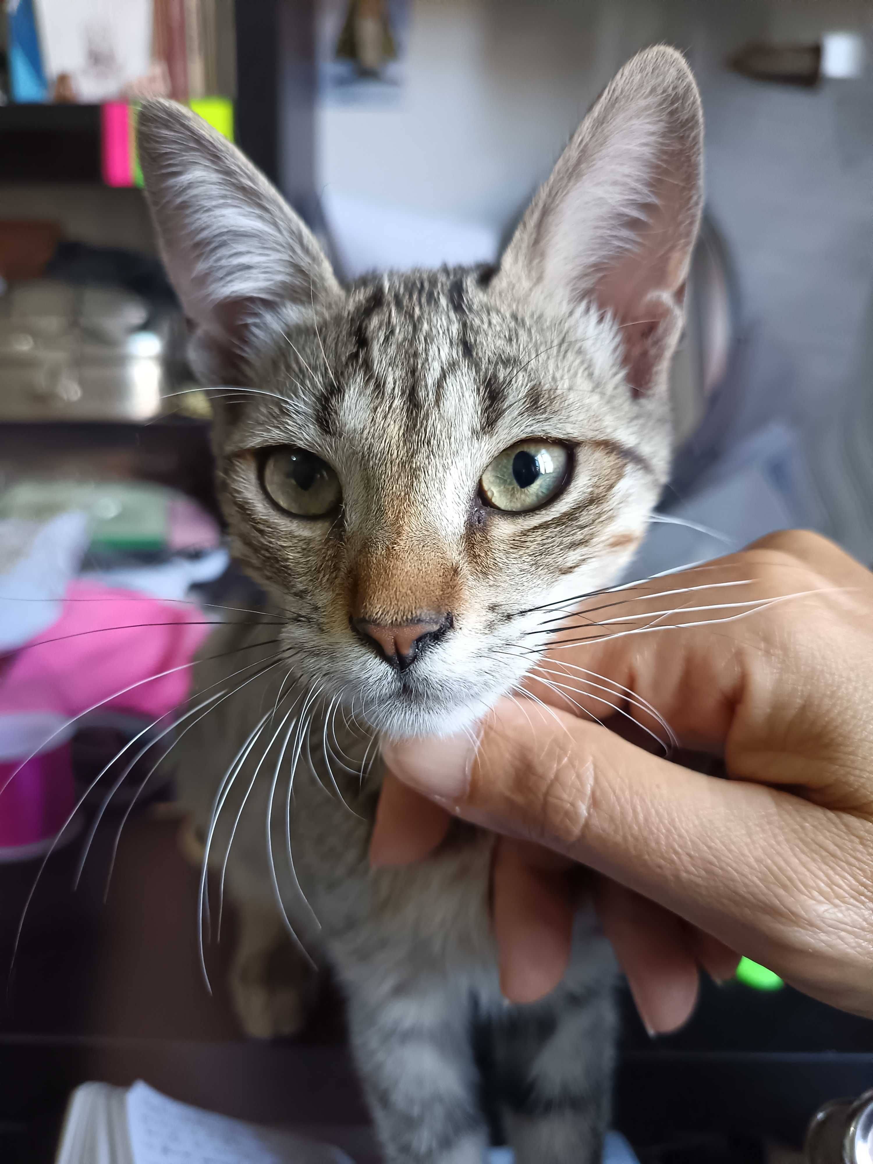 Gatinho adorável para oferecer