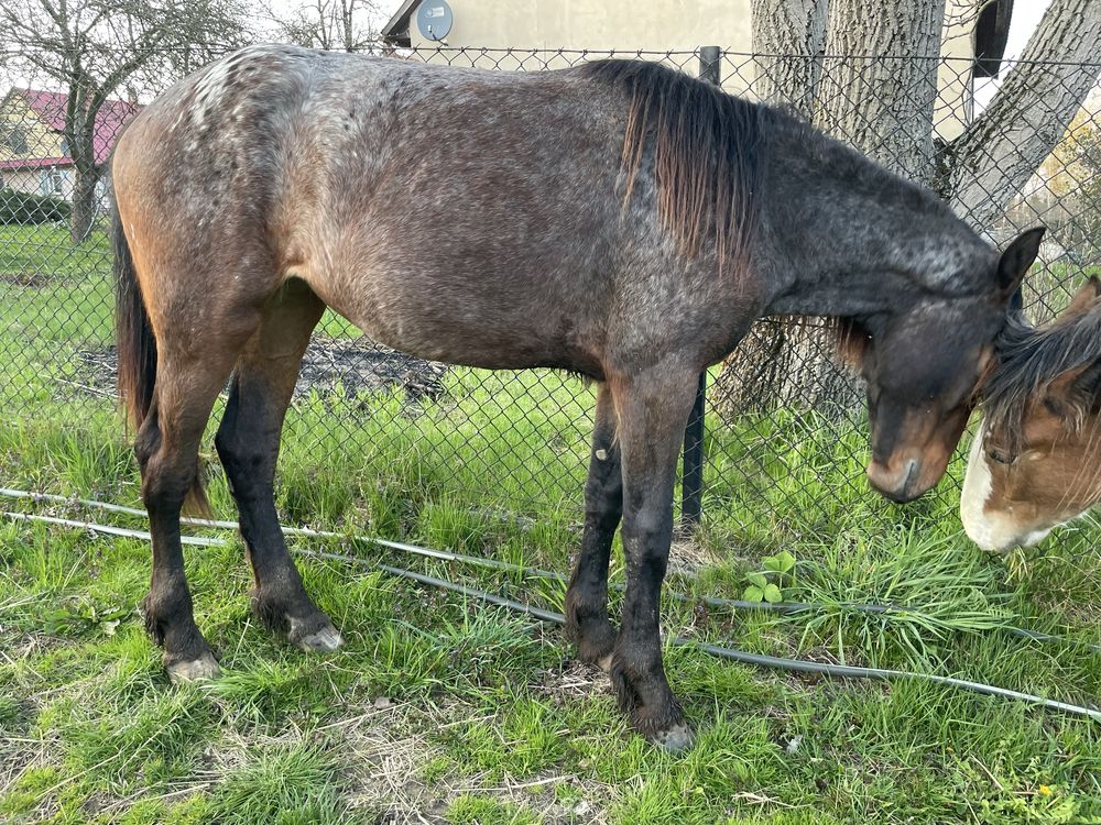SAPHIRA - fryz-tarant !