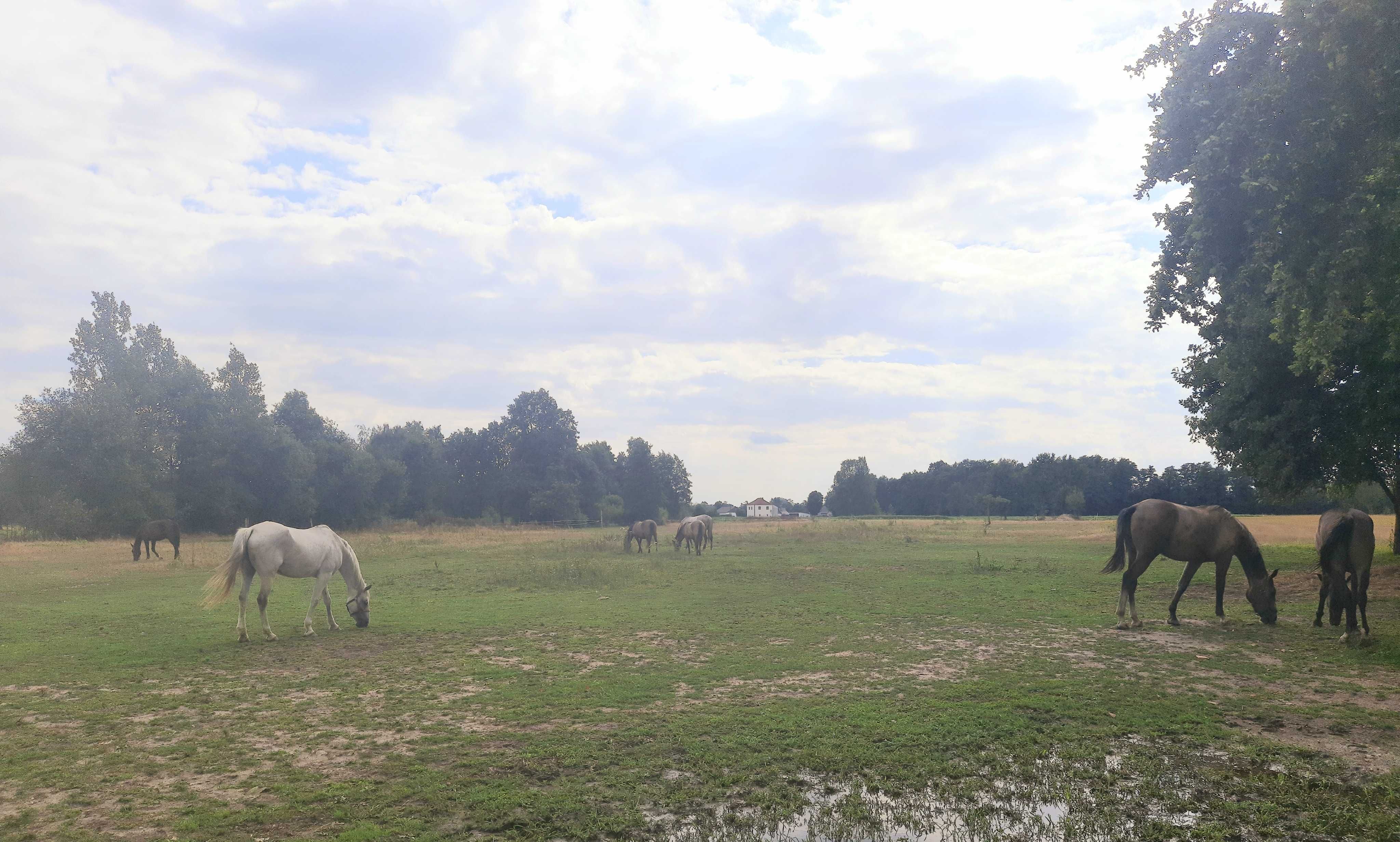 Turystyka konna wynajem pokoi Ćwików
