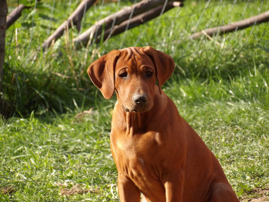 Piękne szczenię Rhodesian Ridgeback Afrykańskie linie Hodowla ZKwP/FCI