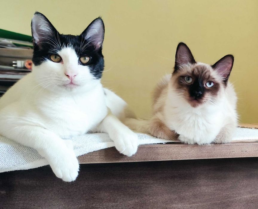 Gatinhos para adoção em conjunto