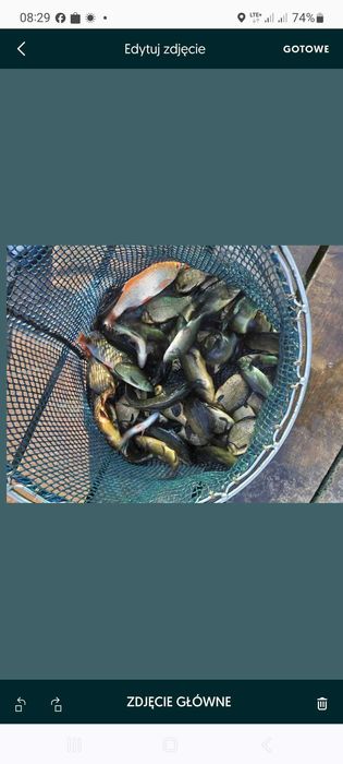 Narybek kroczek karaś pospolity