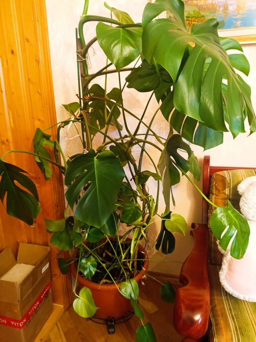 Монстера велика з горщиком