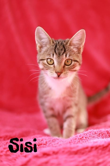 To idealny czas na wspólne długie wieczory, adoptuj przyjaciela!