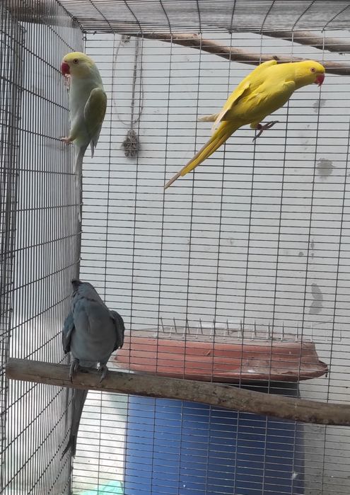 Ring Necks fêmeas 2025