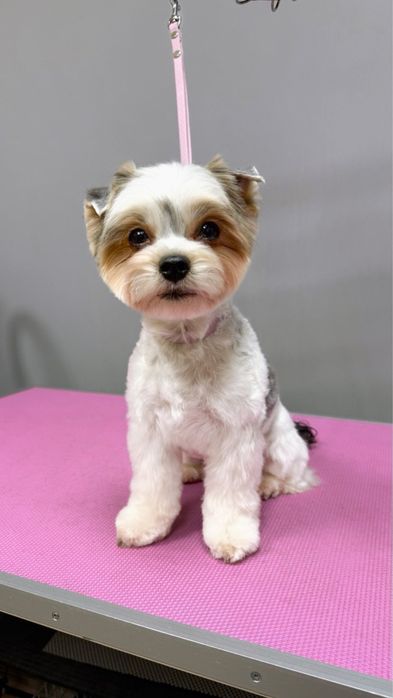 Грумінг собак та котів в салоні «Pluto & Co.» М. Лівобережна