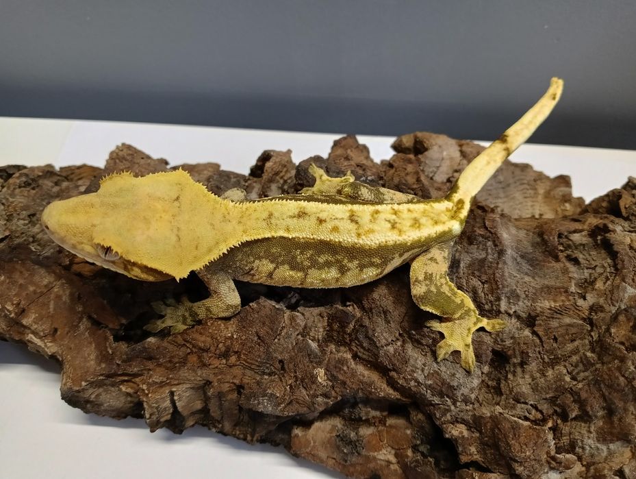 Gekon orzęsiony samica