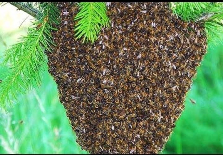 Зніму бджолині рої за винагороду