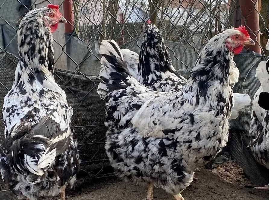 tęczanki tęczówka Green shell zielone jajka kurki kury dark schell