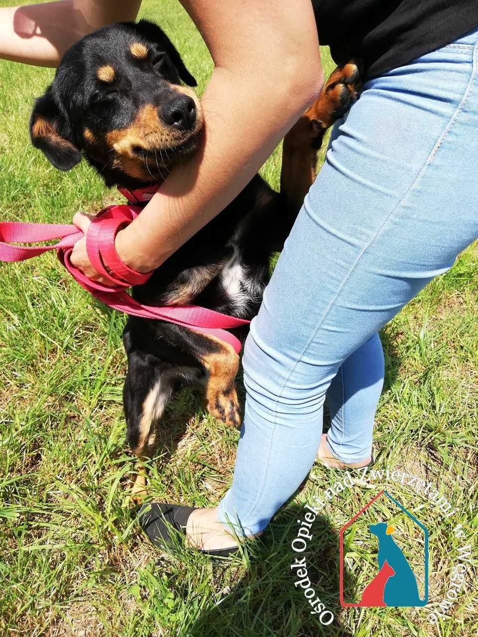 Mały, młody  piesek szuka domu!