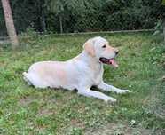 Suka rasy labrador szuka domu!