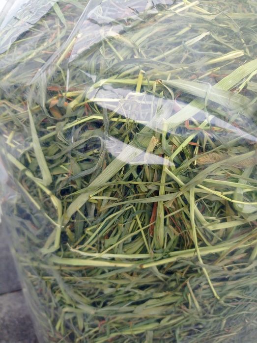 Zielone, pachnące sianko tymotkowe z suszarni dla królika i gryzonia