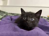 Do adopcji czarny kocurek!