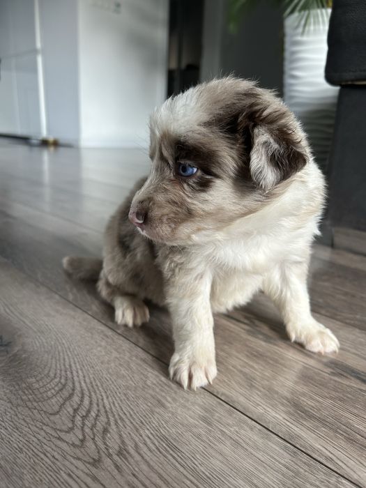 Border Collie Lilac Merle Sunia