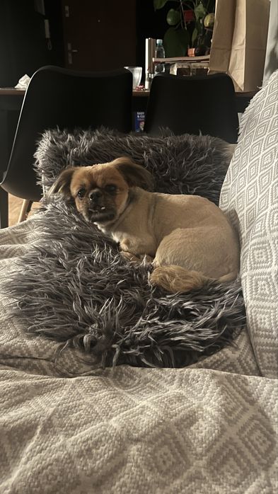 Pies w typie pekińczyka