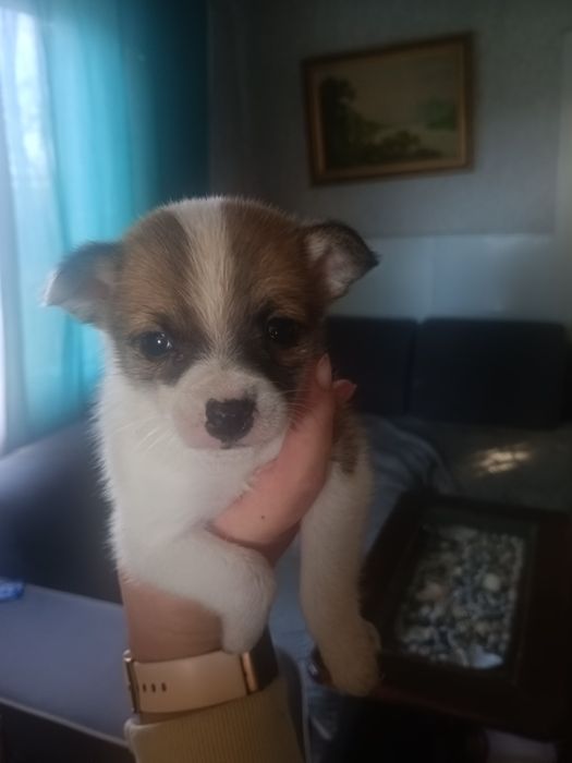 Щенята чіахуа віддам в добрі руки