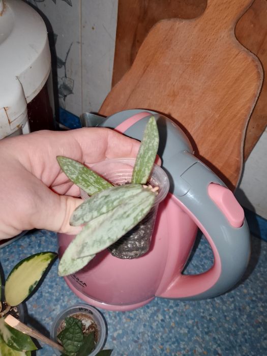 Квіти домашні хої