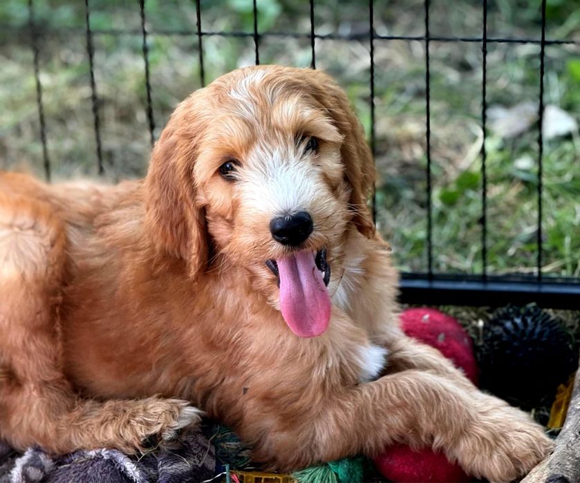 Irishdoodle&Goldendoodle - Badania genetyczne