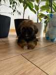 Shih tzu unikatowy brazowy piesek