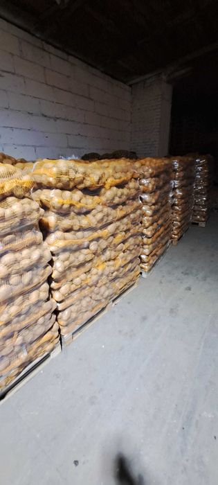 Ziemniaki Vineta, Colomba, Red Sonia, Queen Anne, Soraya.