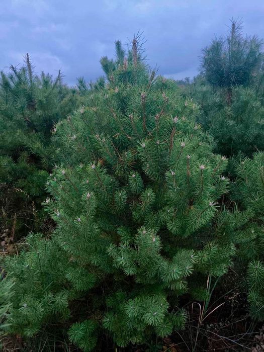 Новорічна ялинка (сосна Кримська). Новогодняя елка.