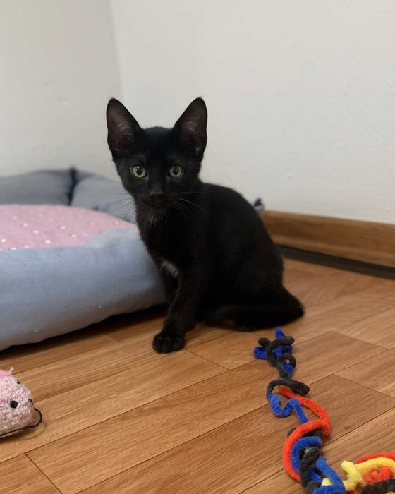 Setúbal / Margem Sul / Lisboa — Os "BEETLES", gatinhos para adoção