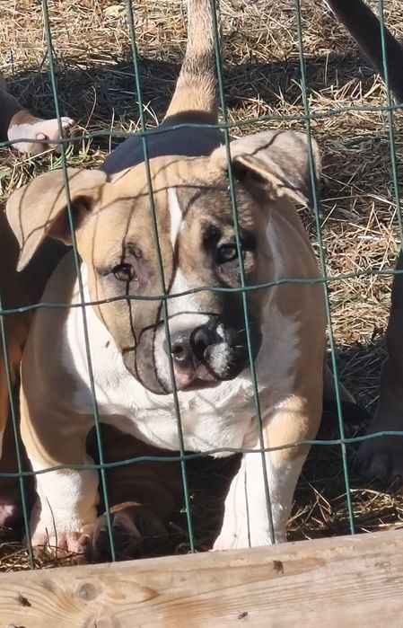 American Bully Pocket