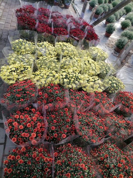 Chryzantemy producent HURT/DETAL