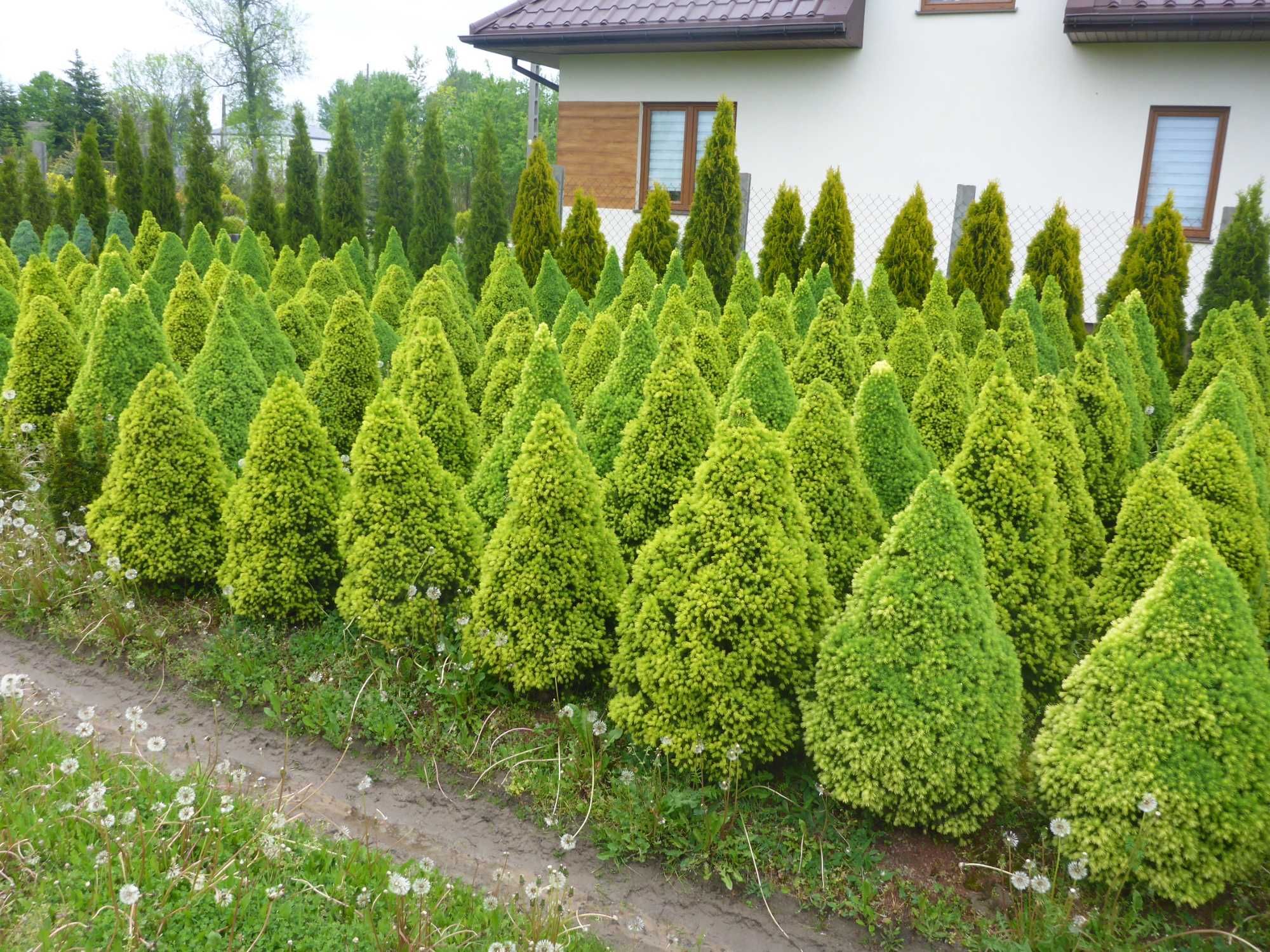 XXL _ CONICA świerk biały PICEA GLAUCA _ 100cm _ 90cm daisy's white