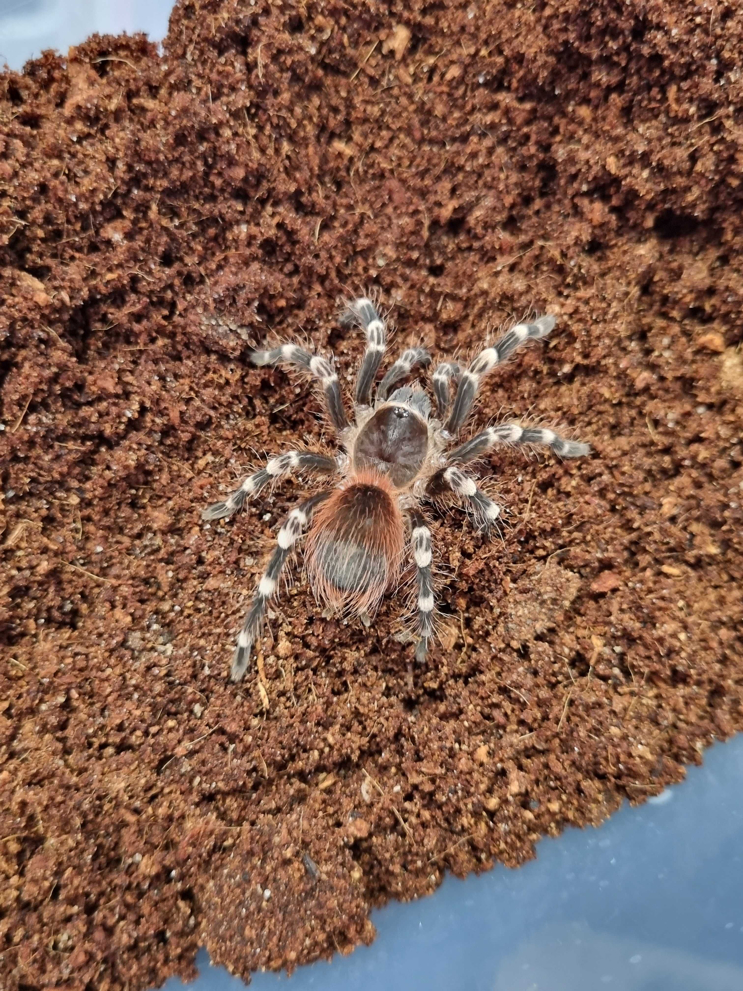 Ptasznik Acanthoscurria geniculata samica | pająk | Petmarket