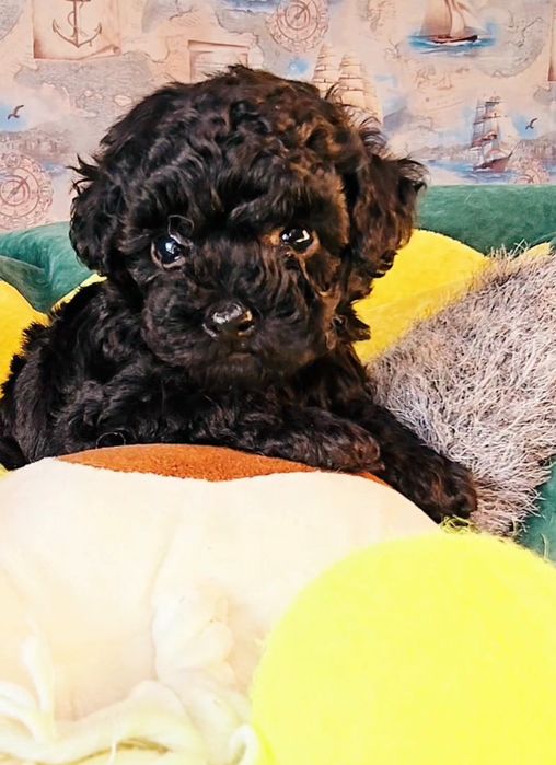 Міні Той Пудель хлопчик доставка