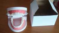 Modelo de Ensino Dental (Boca com dentes)