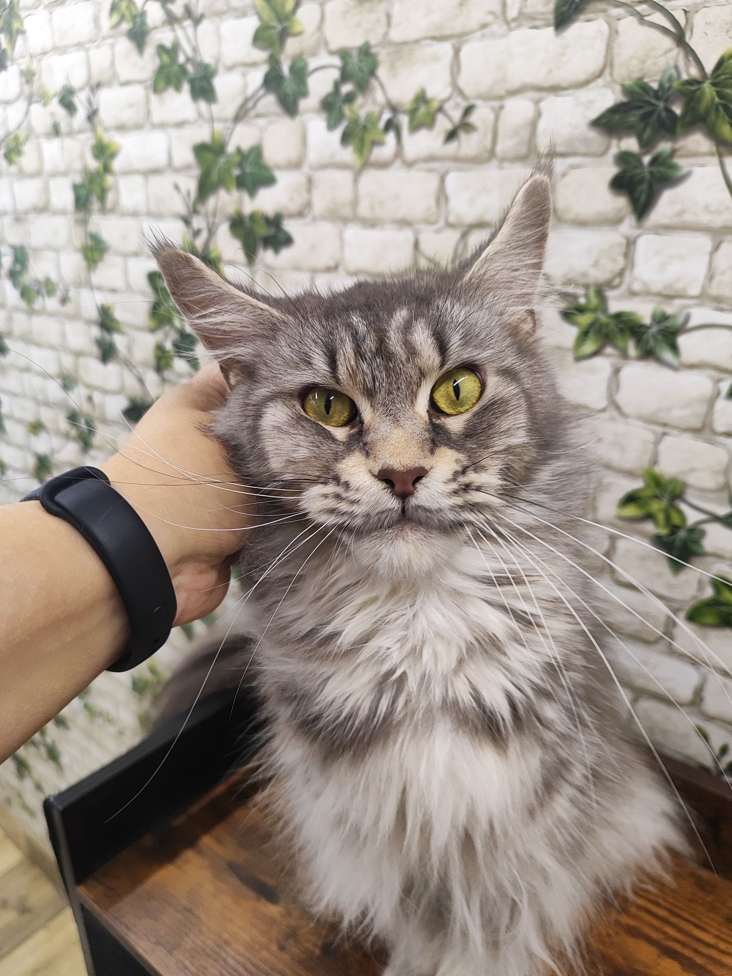Maine Coon kotka