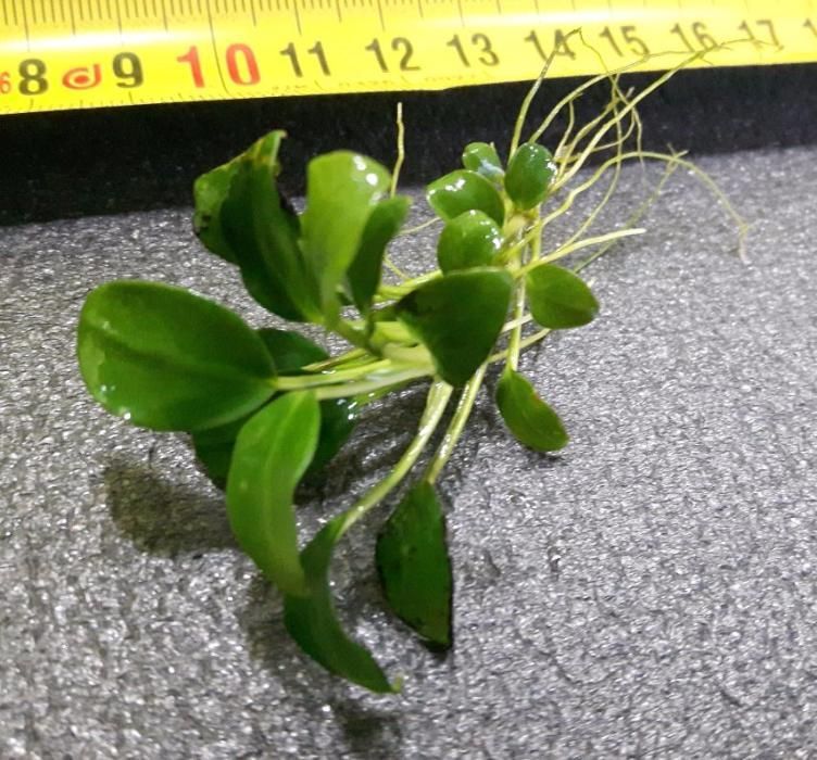 Anubias Nana Petite - Skierniewice i wysyłka. Bez CO2 !