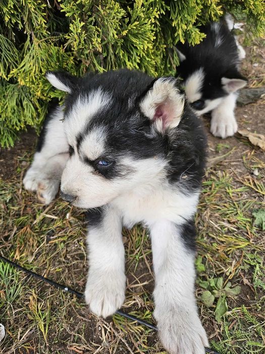 Pies husky syberyjski