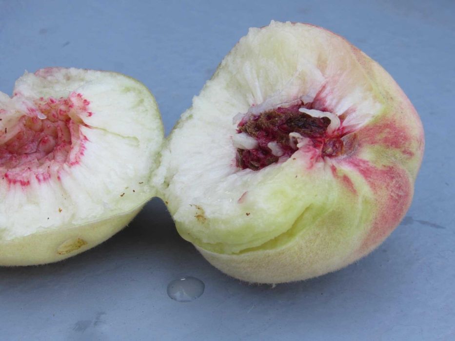 Саженцы персика этого года. Чёрная смородина. Хвойные...