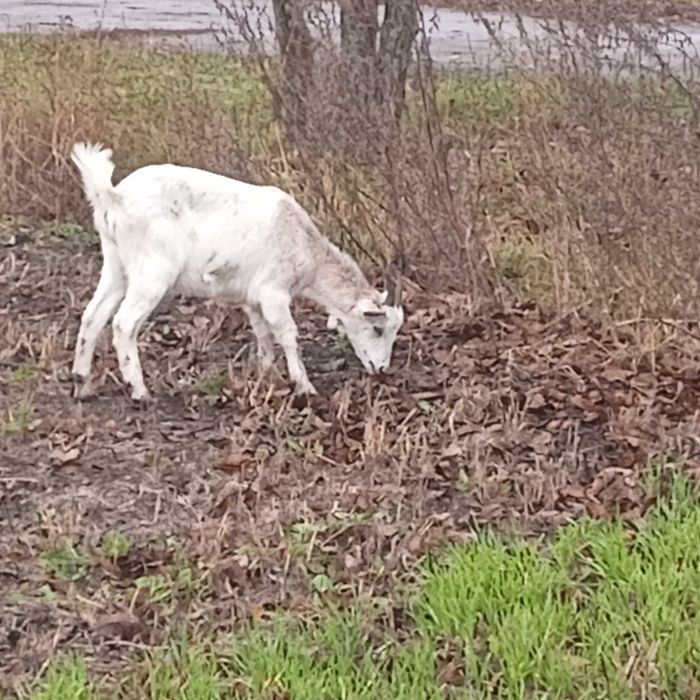 Продаються козочки парувального віку