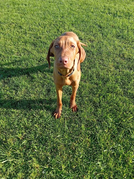 Suczka 4-miesięczna Wyżeł Węgierski krótkowłosy