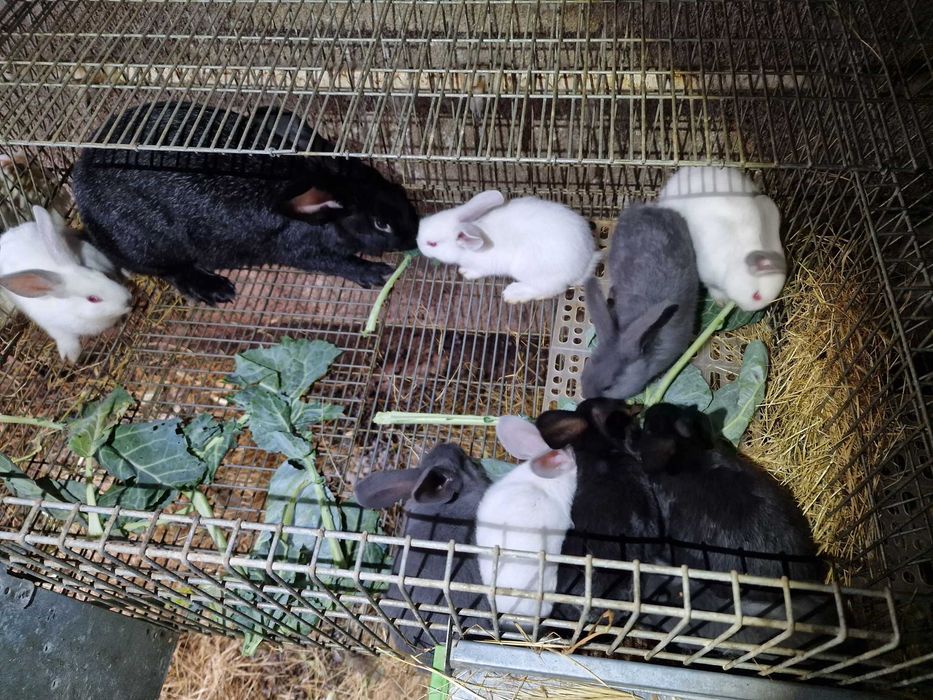 coelhos caseiros jovens