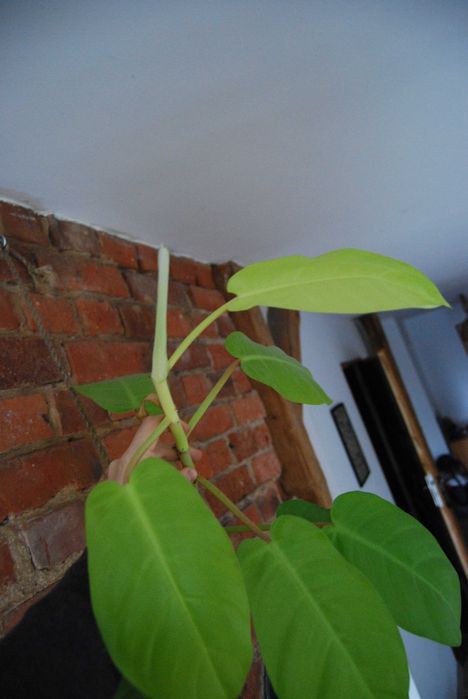 filodendron malaya gold philodendron