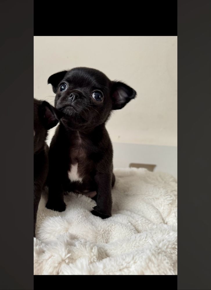 Piesek rasy Chihuahua gotowy do odbioru