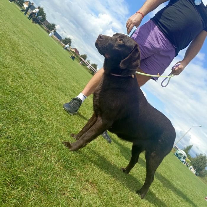 Przepiękny szczeniak labrador po rodzicach wystawowych