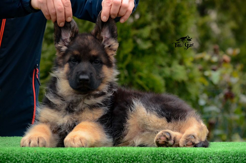 Малеча нім. вівчарки
