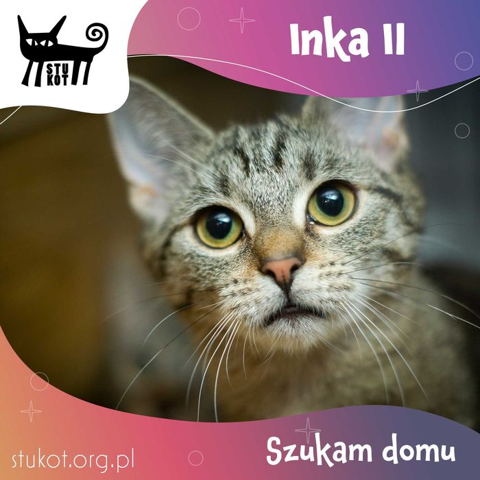 INKA - mała szara koteczka do adopcji