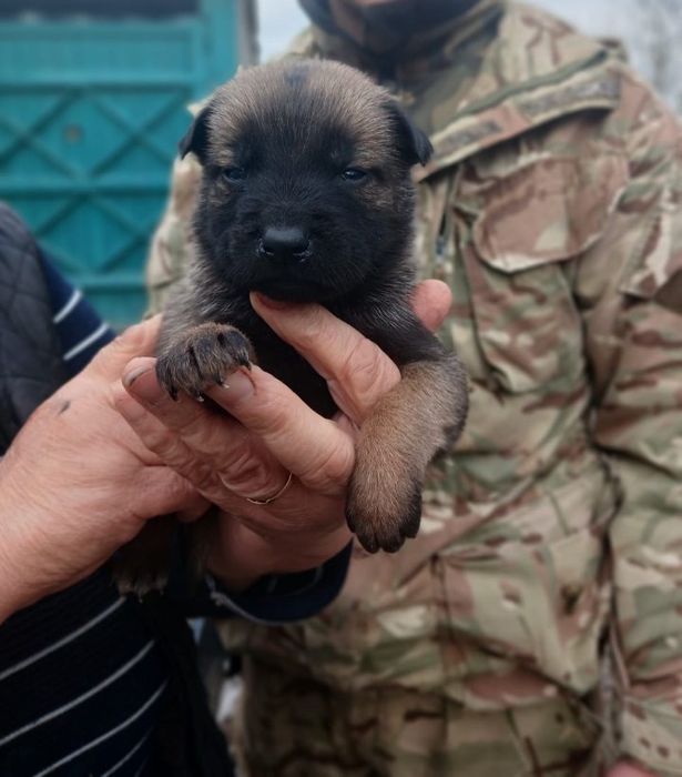 Малінуа відкритий продаж